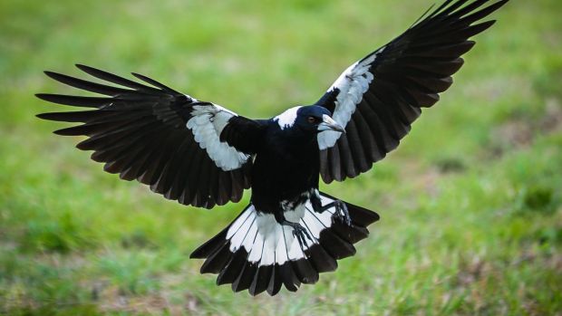 swooping magpie