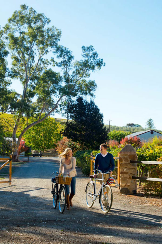 cycling Adelaide wineries