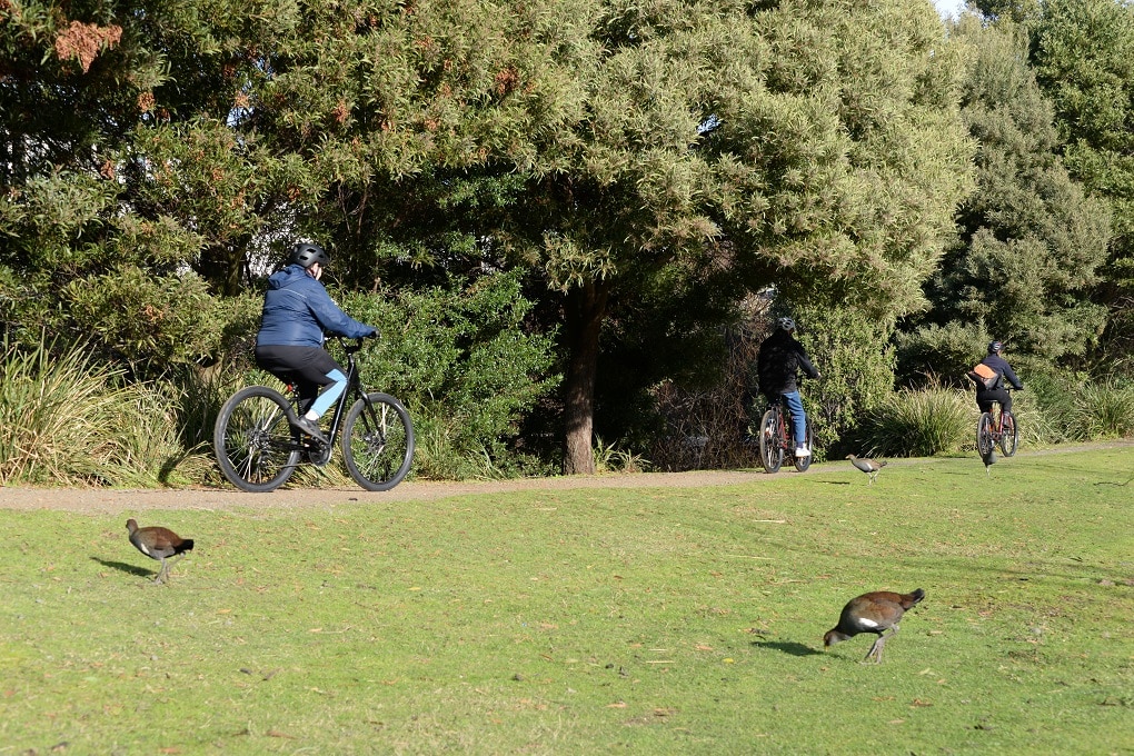 Three people ride along a gravel path with trees in the background and grass with 3 Tasmanian Rail birds in the foreground.