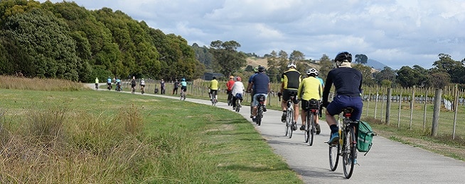 A line of bicycle riders extends along a concrete path flanked by grass on the left and a vineyard on the right.