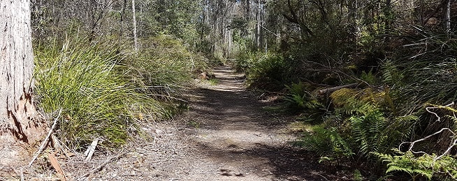 A dirt track runs straight through picture flanked on both sides by dry eucalypt forest.