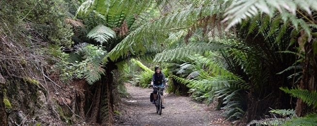 Woman rides on gravel path framed by green tree ferns.